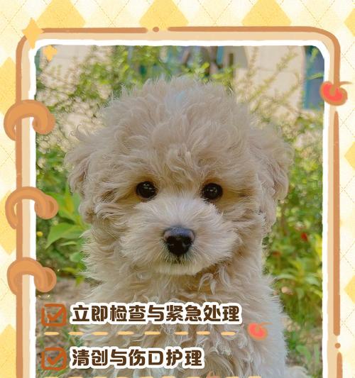 狗狗受伤急救技巧（掌握正确方法，保护你的爱犬安全无忧）