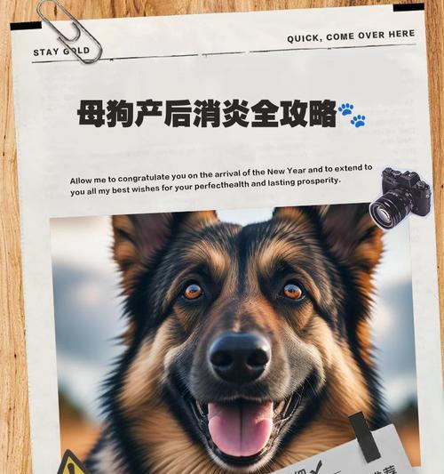 母犬羊水破后多久算难产？（关键时刻，了解合适的干预时机）