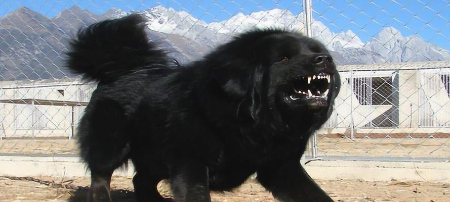 南非獒（探讨南非獒在与其他犬种的战斗中的优势与劣势）