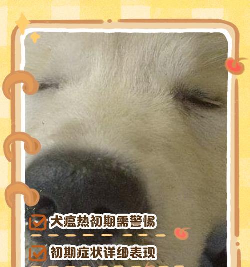 狗狗发烧又流鼻涕，可能是致命的犬瘟热（预防与治疗方法及药物选择）
