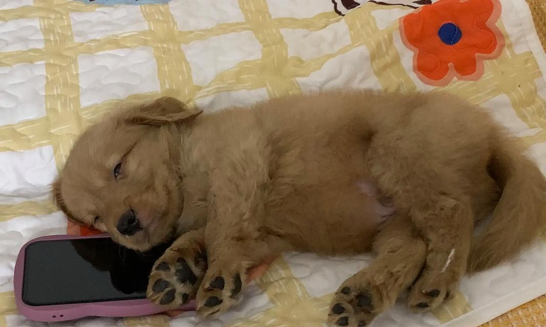 养狗必看！这些品种狗狗不好照顾（了解这些品种，避免养狗困难）