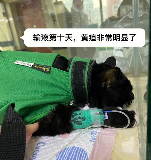 猫咪肝腹水（揭秘猫咪肝腹水病情及预后，）