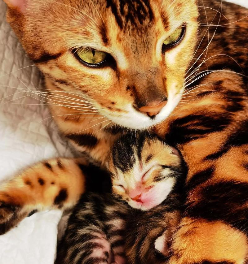 猫咪生下小猫后多久可以离开它们？（探寻小猫与母猫分离的最佳时机）