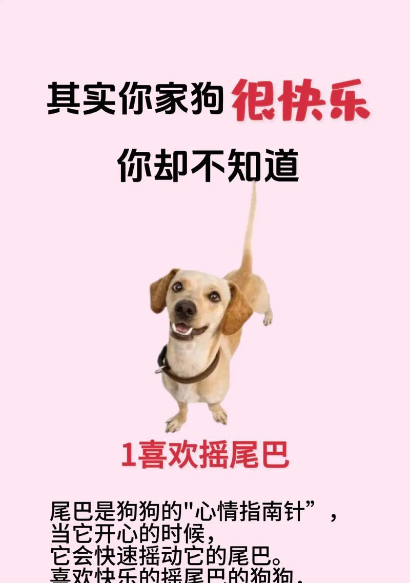 营养均衡的狗狗饮食，（为了狗狗健康，饮食要适量）