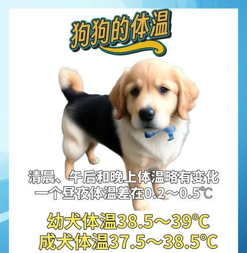 狗狗体温测量的重要性与方法（掌握正确测量狗狗体温的步骤和注意事项）