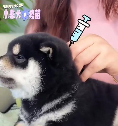 狗狗接种疫苗后多久可以外出？（了解适当的接种时间，保护宠物的健康）