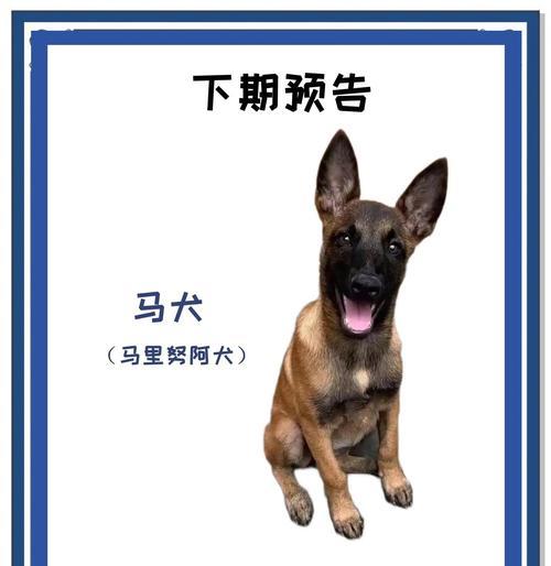 昆明犬的魅力（高颜值的昆明犬，拒绝不了的可爱魅力）