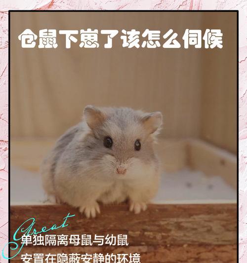 小仓鼠的单独养育时间需求（探讨养育小仓鼠的最佳时机和条件）