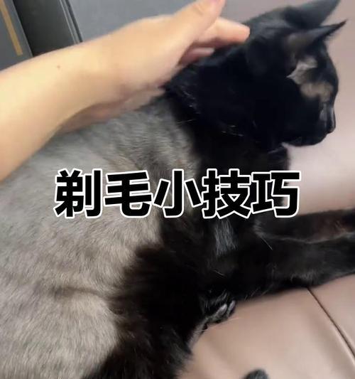 为什么不可给猫咪剃毛？（剃毛导致糊毛原因及影响）