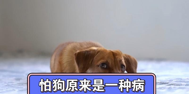狗狗的交配周期及影响因素剖析（了解狗狗交配周期，掌握正确的繁殖知识）