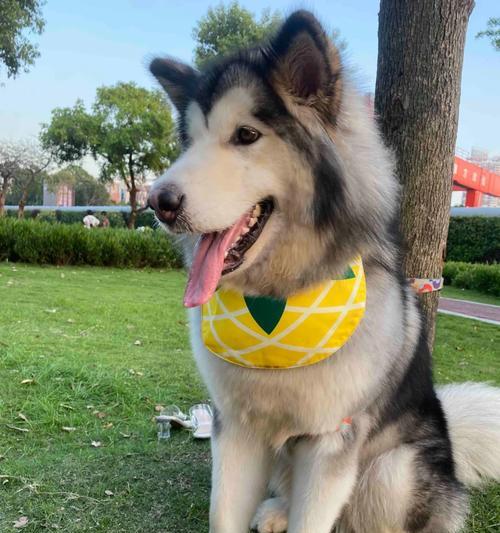 阿拉斯加犬绝育时间的选择（了解阿拉斯加犬绝育的最佳时机）