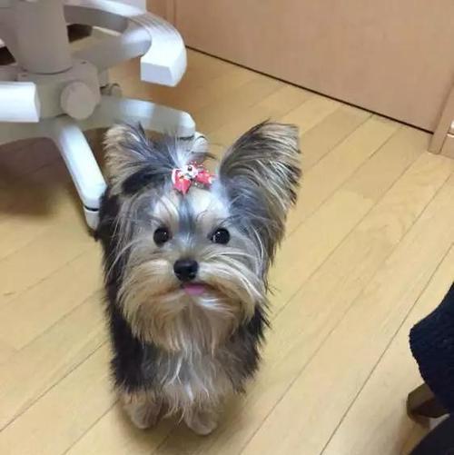 约克夏养宠指南（优缺点解析及适合女生养的原因）