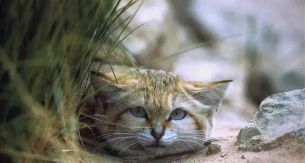 沙漠猫（探索沙漠猫的生存现状和保护之道）