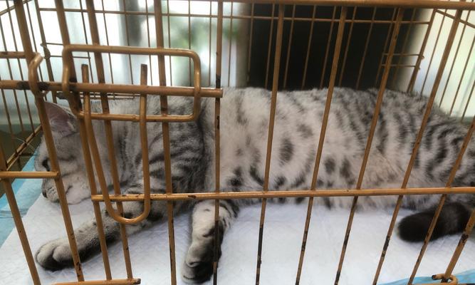 猫猫假怀孕的时长及症状（揭秘猫猫假怀孕，了解它的特征与持续时间）