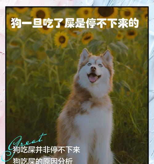 如何在价格上挑选理想的狗狗？（盘点常见狗狗的价格及如何选择合适的狗狗）
