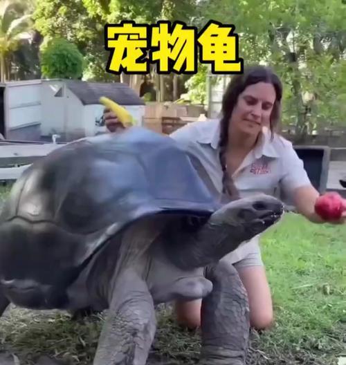 探访乌龟宠物世界（发现最美丽的乌龟品种）