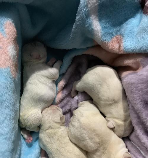 法斗犬刨地的频率和原因（解析法斗犬刨地行为的时间和动机）