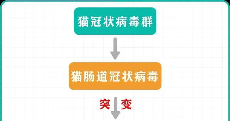 揭秘猫传腹（保护宠物猫健康，关注猫传腹的危害与预防）