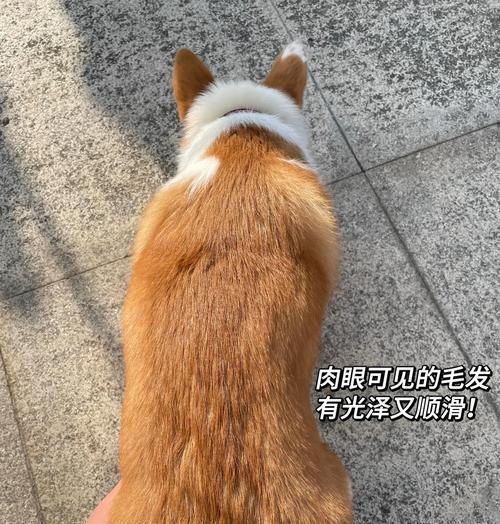 柯基夏天洗澡频率解析（柯基夏天洗澡的适宜频率及注意事项）