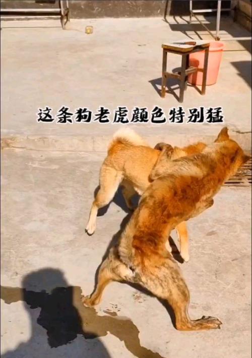 狗狗尾巴断尾的原因与争议（探讨为何狗狗需断尾及相关的道德争议）