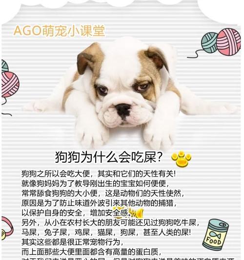 揭秘狗狗为何喜欢吃屎的原因（探索狗狗喜欢吃屎的心理和生理驱动力）