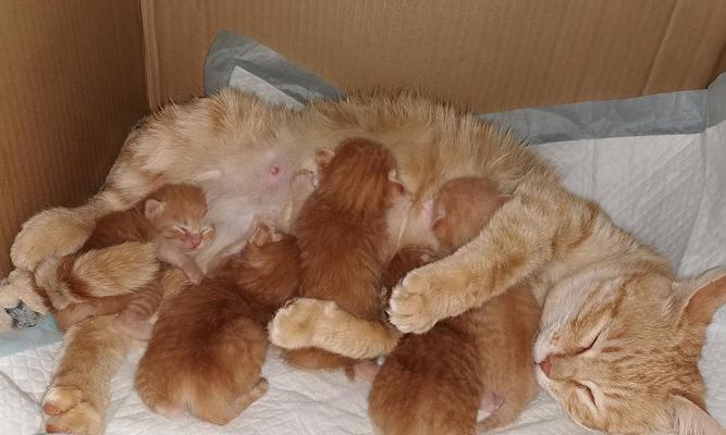 母猫哺乳期的持续时间及注意事项（探究母猫哺乳期的时间长度及母猫哺乳期的关键因素）