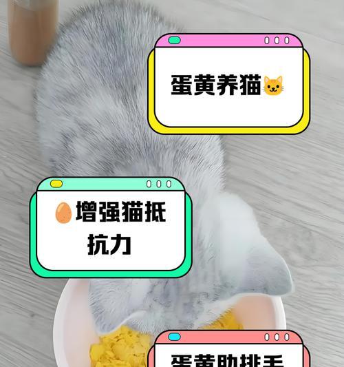 猫猫吃蛋黄的频率与注意事项（揭秘猫咪享用蛋黄的最佳时机与食用禁忌）