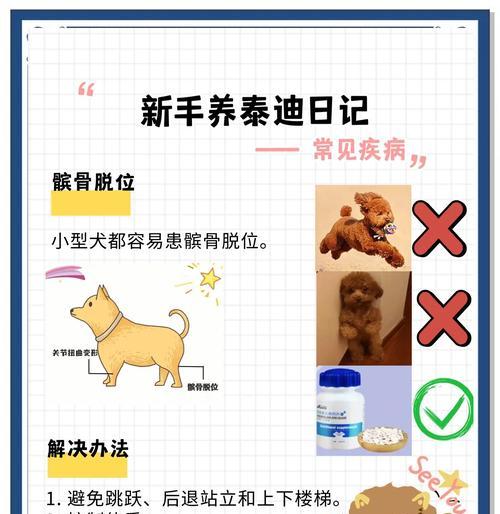 泰迪洗澡指南（宠物泰迪的洗澡频率及注意事项）
