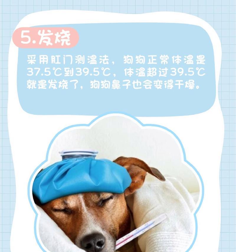 狗狗会感冒吗？了解狗狗感冒及应对方法（狗狗感冒原因、症状和治疗，让你的宠物恢复健康）