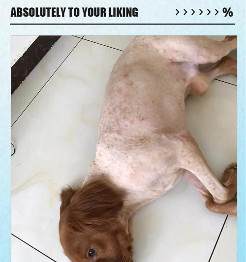金毛皮肤病的忌口指南（金毛犬养护中的饮食禁忌与建议）