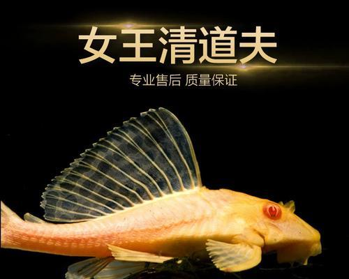 神秘的清道夫鱼世界（揭秘清道夫鱼的生活习性及保护现状）