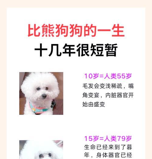 比熊胎毛剃毛周期的探讨（了解比熊剃毛的最佳时间和频率）