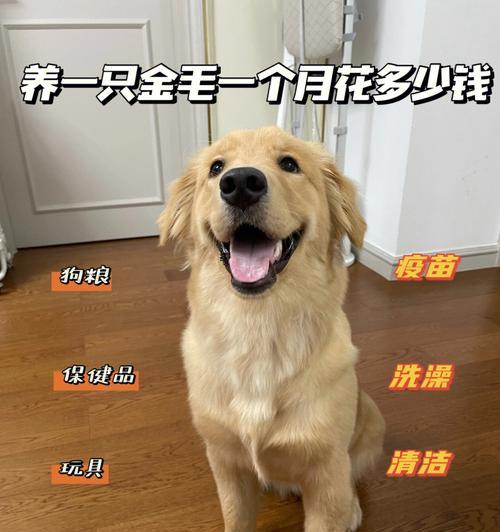 金毛（了解金毛的性格和魅力，探寻其高价背后的原因）