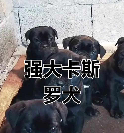 卡斯罗犬价格行情及选购要点（如何选择健康的卡斯罗犬？）