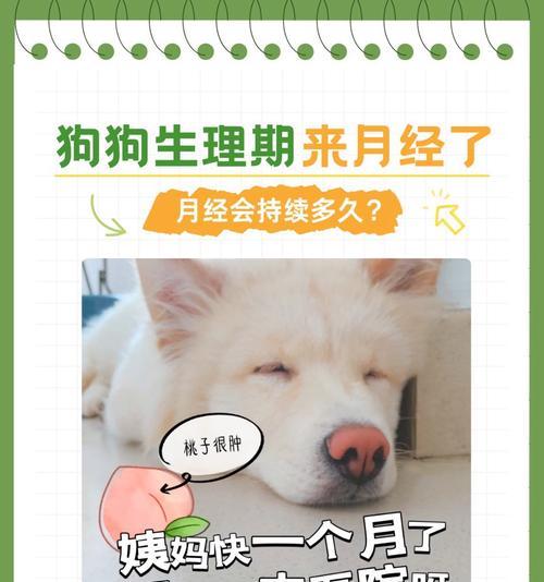 拉布拉多犬怀孕期及生产过程解析（了解拉布拉多犬的怀孕周期以及生产细节，助你为狗宝宝做好准备）