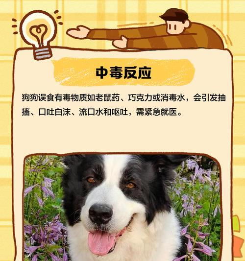 以犬抽搐的疾病及处理方法（了解导致犬抽搐的常见疾病，提供有效的处理方法）