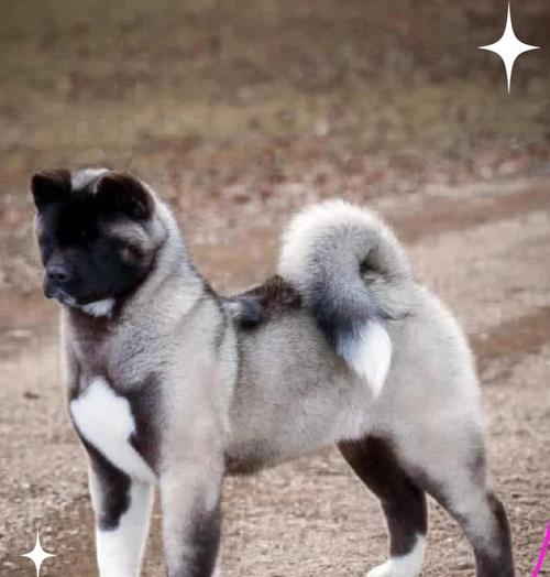 养秋田犬的人少的原因及性别选择（以你觉得秋田犬是养公还是母呢？）
