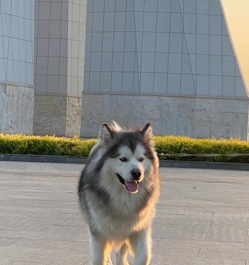 狗狗孕吐（了解狗狗孕吐的周期和常见问题，保护它们的健康）