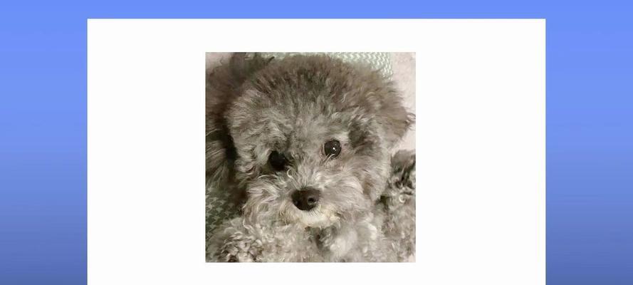 泰迪犬的繁殖周期与怀孕间隔期（探究泰迪犬繁殖规律与优化繁殖管理）