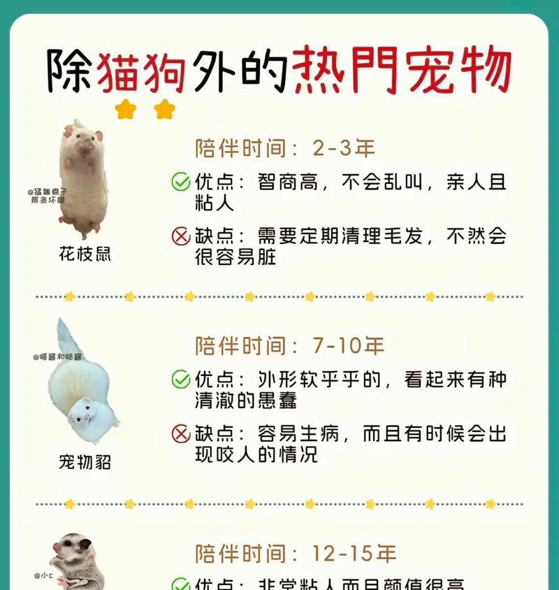 都市人养宠物的新风潮（从压力中寻找片刻宁静，打造家庭幸福的关键）