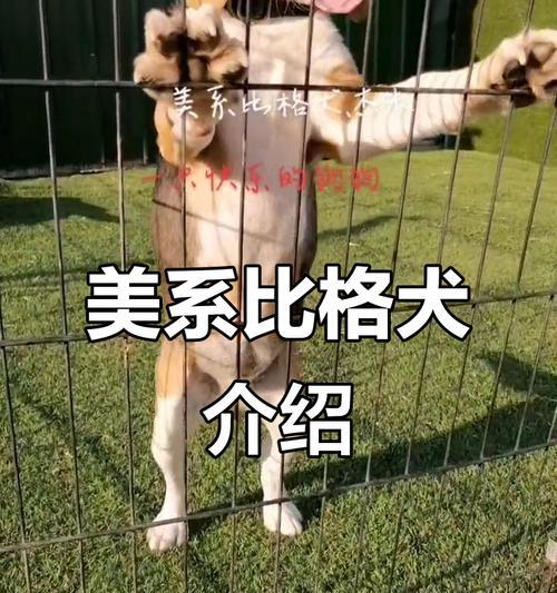 比格犬的科学喂食指南（掌握比格犬喂食禁忌，打造健康宠物生活）