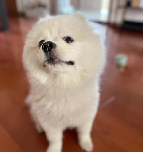 如何以零花钱美容，让博美犬打扮得漂漂亮亮（简单实用的小妙招让你的博美犬焕发新生）
