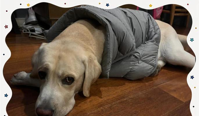 狗狗能承受的最低温度是多少度？（狗狗是否怕冷？该如何保护它们不受寒冷天气影响？）