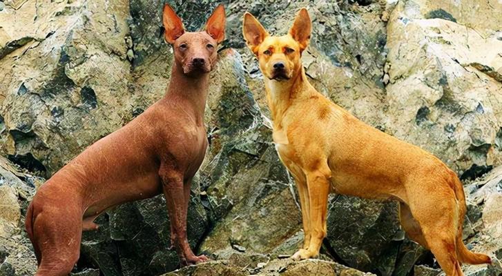 盘点世界上最昂贵的10种狗狗（了解这些价值连城的犬种，它们到底以什么而闻名？）