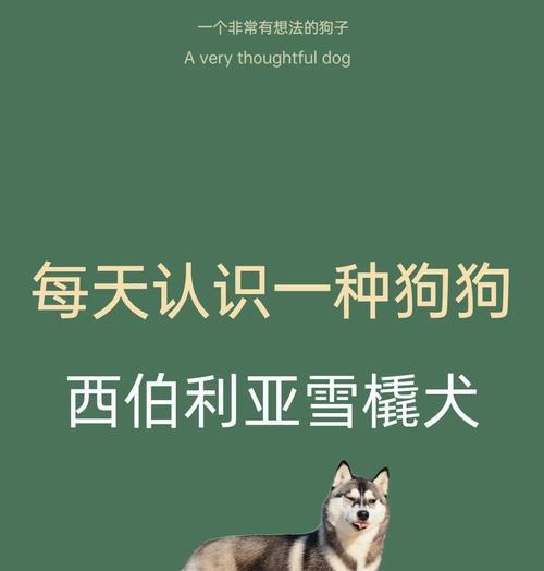 哈士奇价格解析（了解哈士奇价格的关键因素和决定方法，为你找到心仪的伙伴）