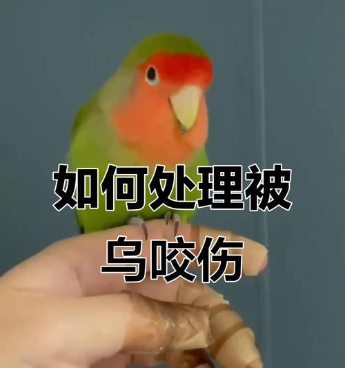 揭秘鹦鹉咬人的原因（探究鹦鹉咬人的原因及如何预防，有效管理宠物的行为问题）