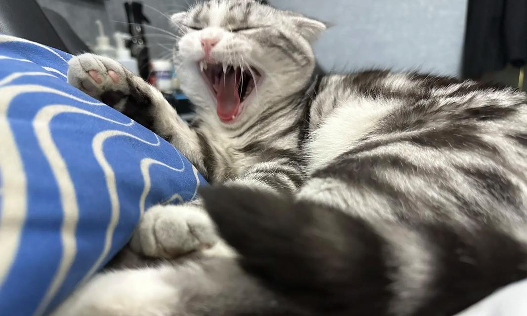 猫的睡眠习惯（揭秘两个月大小猫的睡眠时间和注意事项）