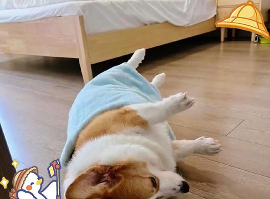 如何养育可爱的柯基幼犬（新手收藏饲养柯基宝宝的方法）