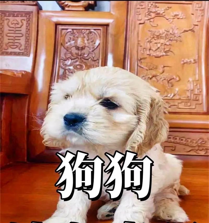 狗狗如何承认你是主人（5个表现告诉你狗狗已经接受你的主人地位）