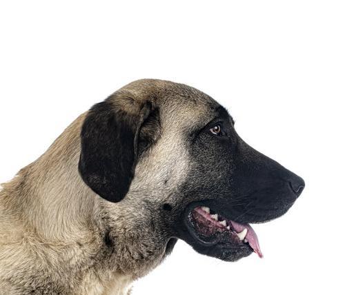 探索牧羊犬皮肤的奥秘（解析牧羊犬皮肤的特点和功能）